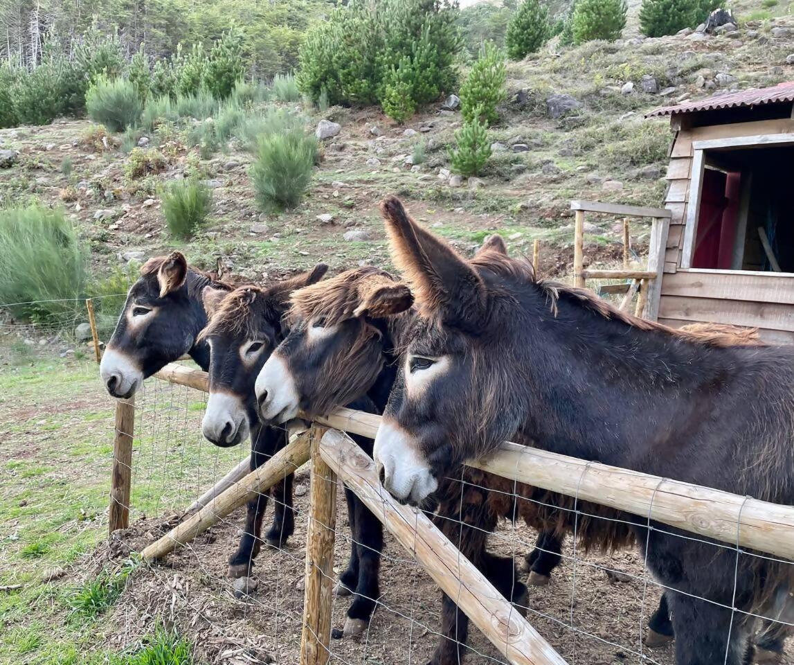 Mountain Eco Shelter 4 Otel Funchal Dış mekan fotoğraf